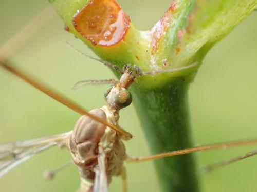 Tipula sp.